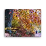 Allee In Fall Canvas Galant Art