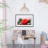 Rose Flower Galant Art