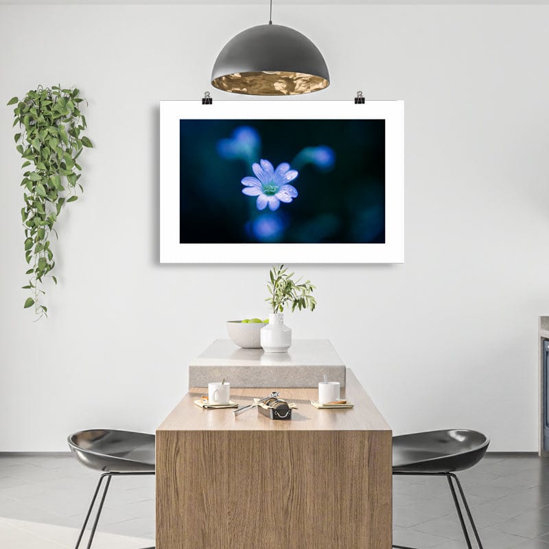The White Anemone Print Galant Art