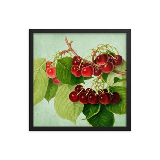 Bunch Of Cherries Poster Galant Art