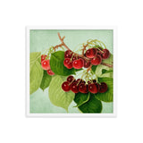 Bunch Of Cherries Poster Galant Art