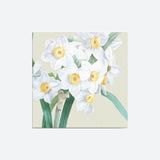 Narcissus-tazetta Canvas Galant Art