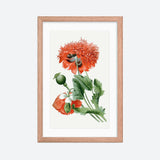 Opium Poppy Framed Galant Art