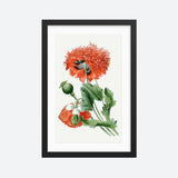 Opium Poppy Framed Galant Art