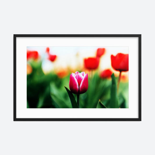 Pink Tulip Galant Art