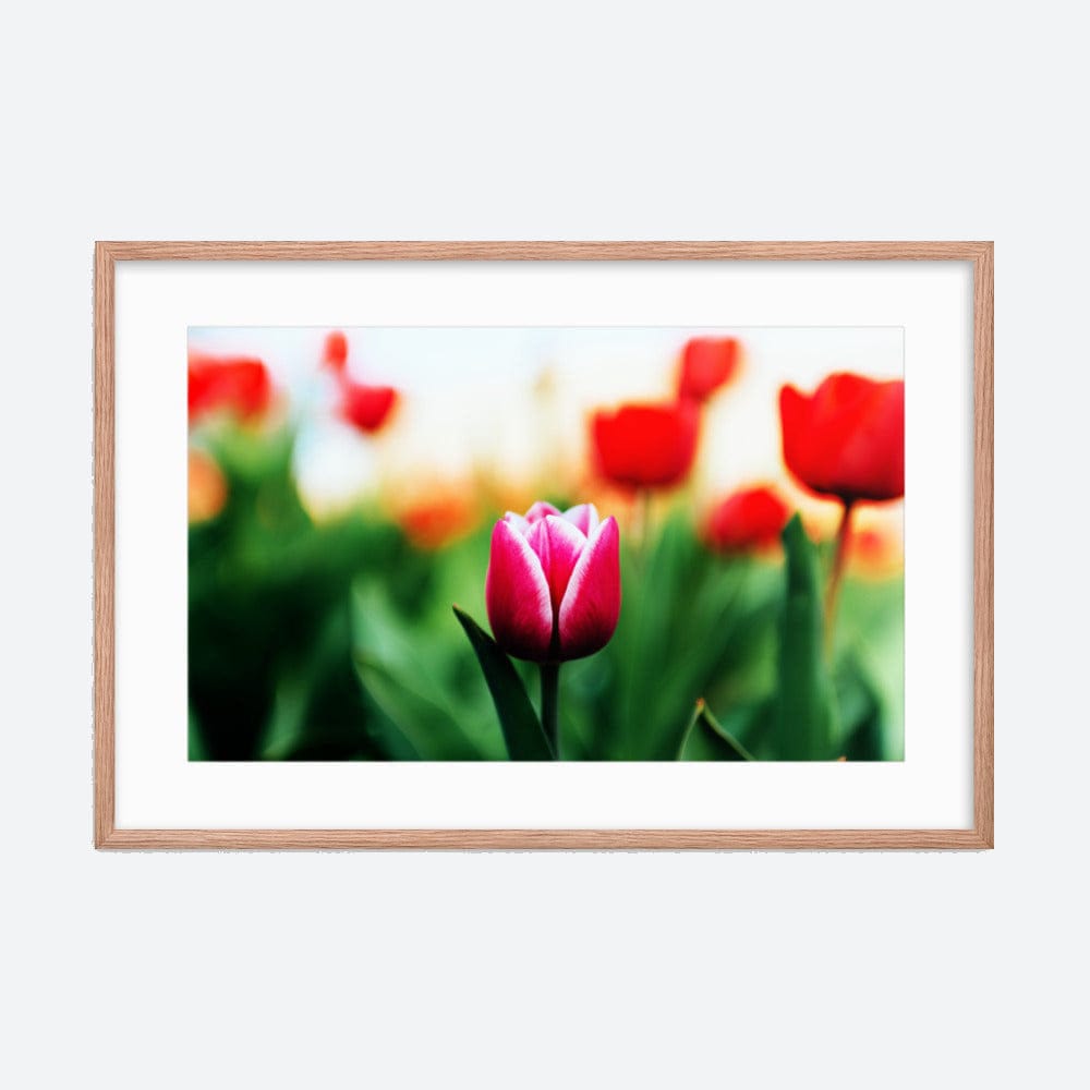 Pink Tulip Galant Art