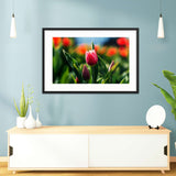 Red Tulip Galant Art