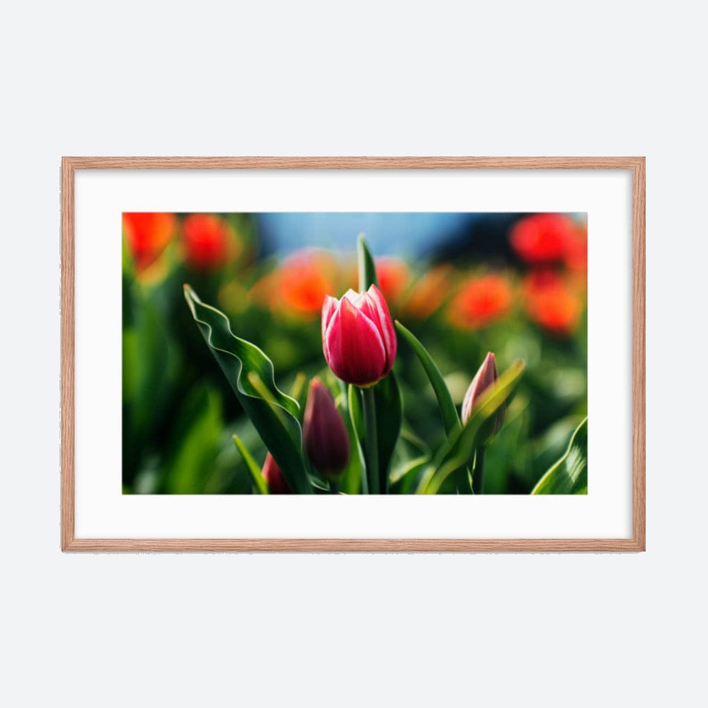 Red Tulip Galant Art