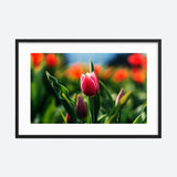 Red Tulip Galant Art