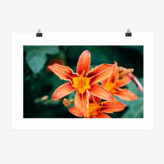 The Belladonna Lily Print Galant Art