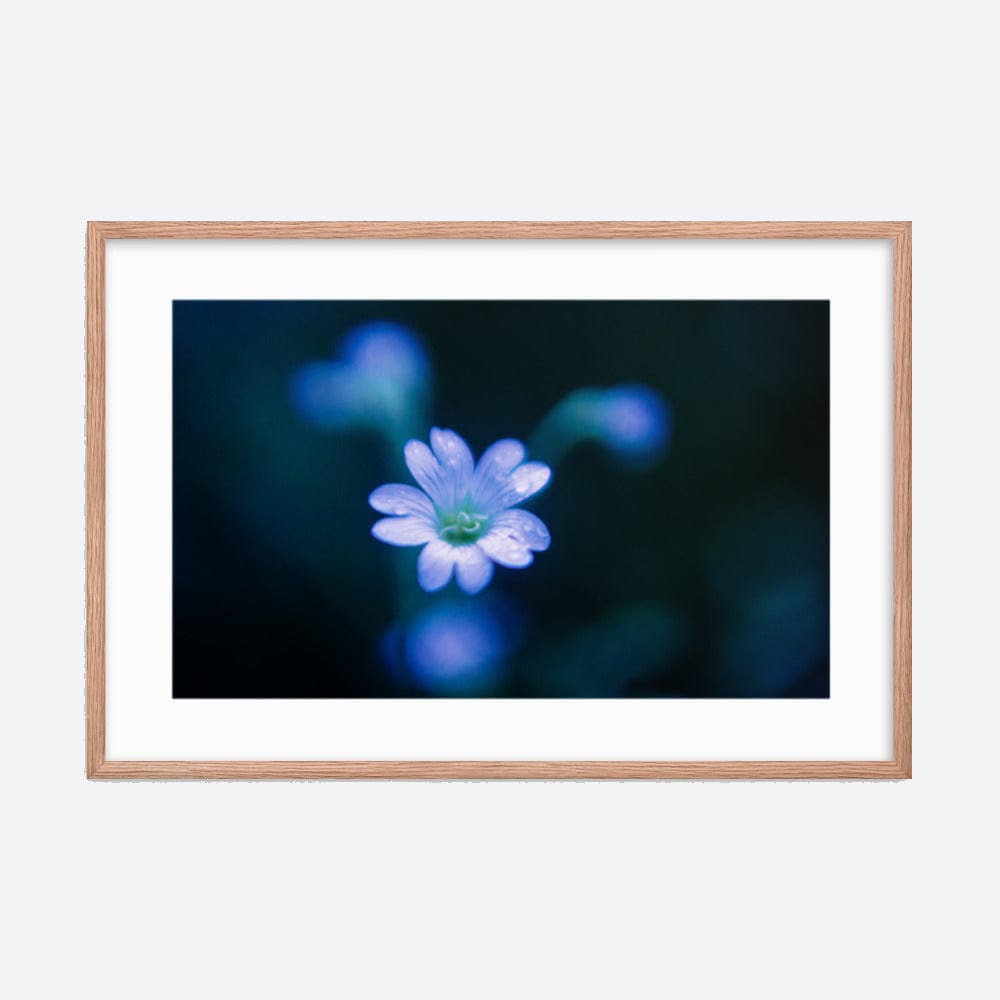 The White Anemone Galant Art