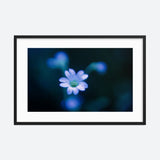 The White Anemone Galant Art