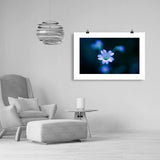 The White Anemone Print Galant Art