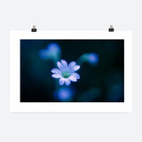 The White Anemone Print Galant Art