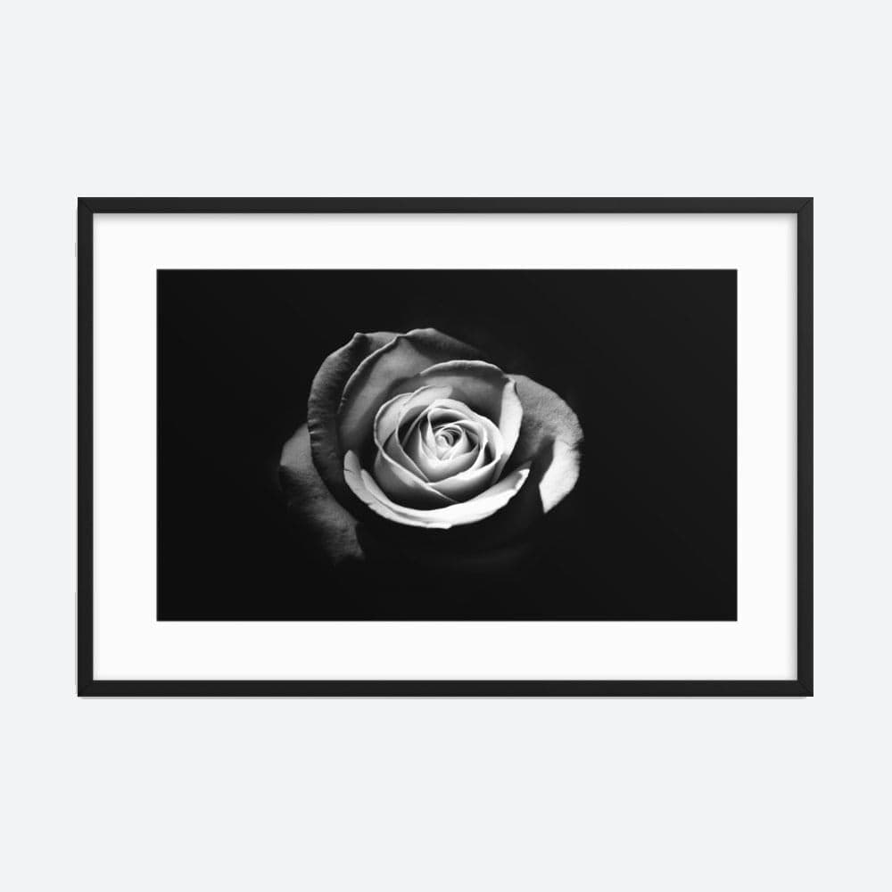 White Rose Galant Art